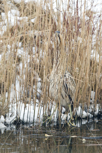 Bittern (Botaurus stellaris)