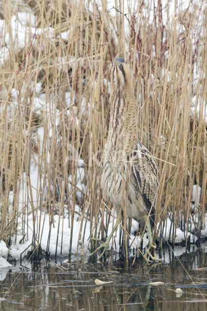 Bittern (Botaurus stellaris)