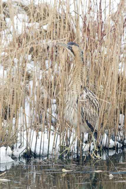 Bittern (Botaurus stellaris)