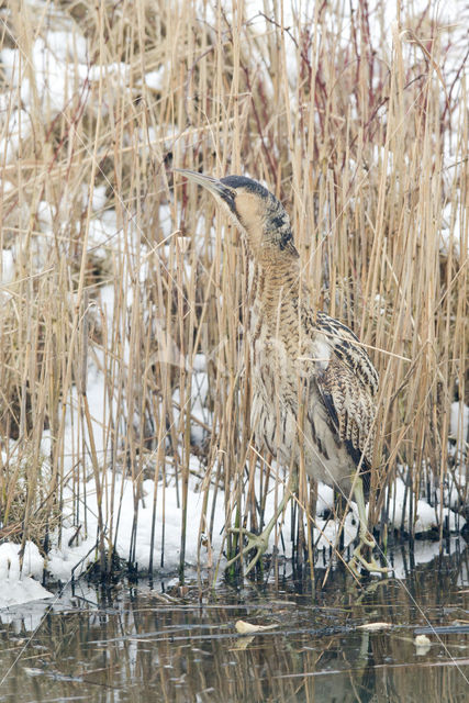 Bittern (Botaurus stellaris)