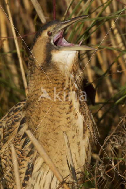 Roerdomp (Botaurus stellaris)