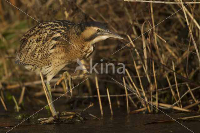 Bittern (Botaurus stellaris)