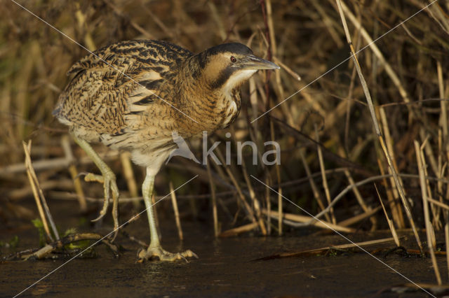 Bittern (Botaurus stellaris)