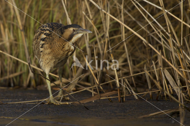 Bittern (Botaurus stellaris)