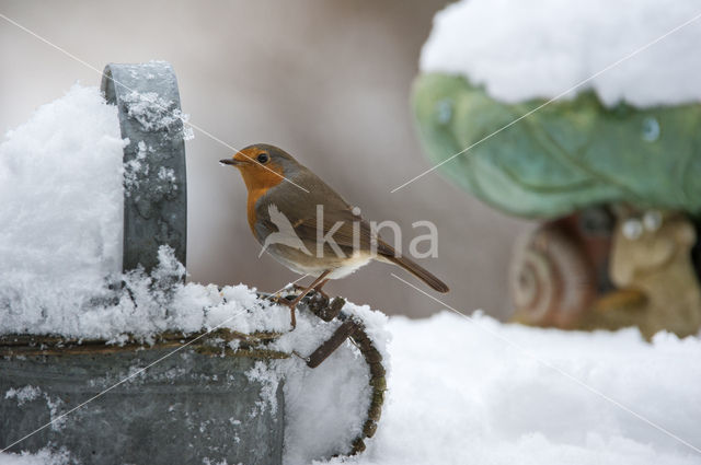 Roodborst