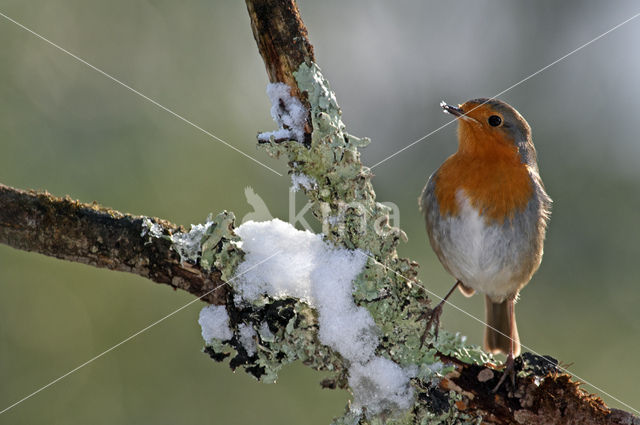 European Robin (Erithacus rubecula)