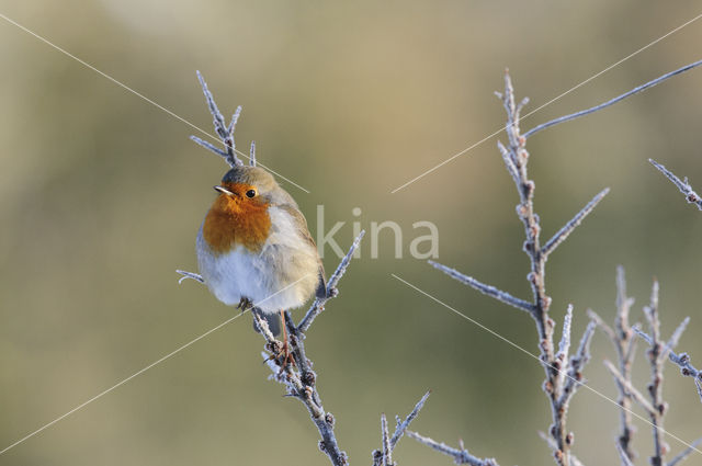 European Robin (Erithacus rubecula)