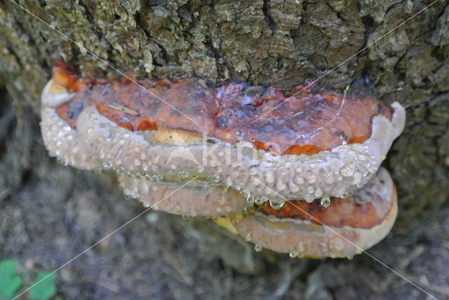 Red Banded Polypore (Fomitopsis pinicola)