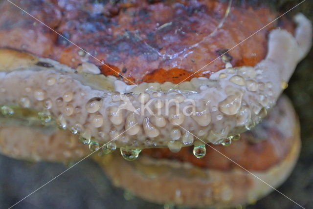 Red Banded Polypore (Fomitopsis pinicola)