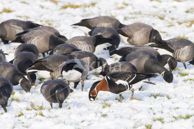 Roodhalsgans (Branta ruficollis)