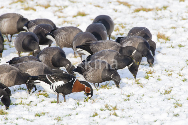 Roodhalsgans (Branta ruficollis)