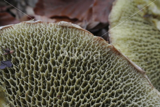 Boletus chrysenteron