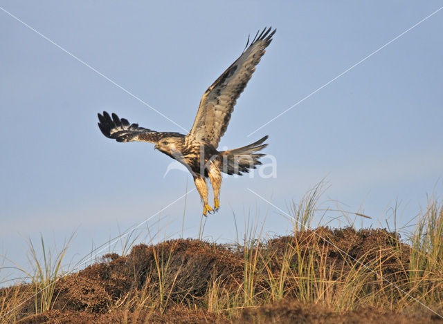 Ruigpootbuizerd (Buteo lagopus)