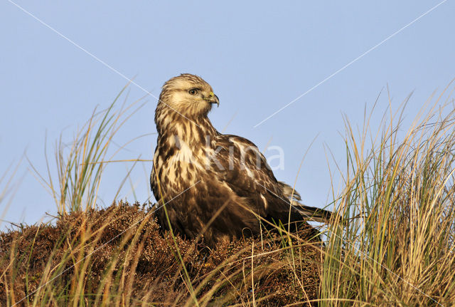 Ruigpootbuizerd (Buteo lagopus)