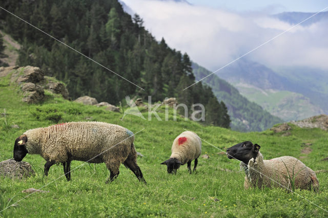 Schaap (Ovis domesticus)