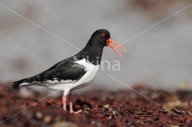 Scholekster (Haematopus ostralegus)