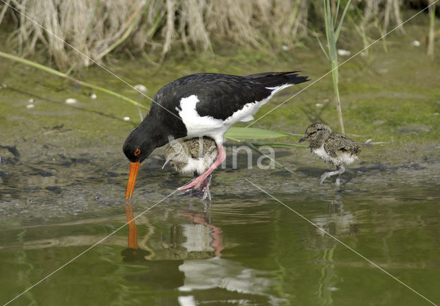 Scholekster (Haematopus ostralegus)