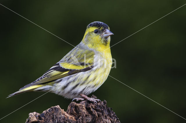 Eurasian Siskin (Carduelis spinus)