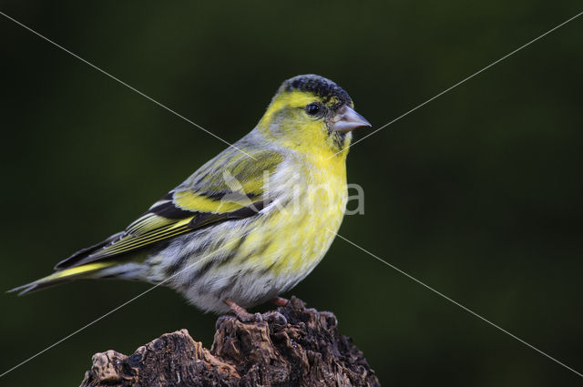 Eurasian Siskin (Carduelis spinus)