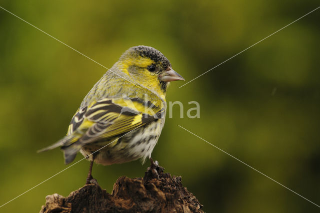 Eurasian Siskin (Carduelis spinus)