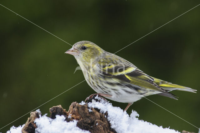 Eurasian Siskin (Carduelis spinus)