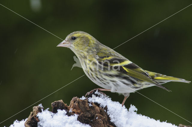 Eurasian Siskin (Carduelis spinus)