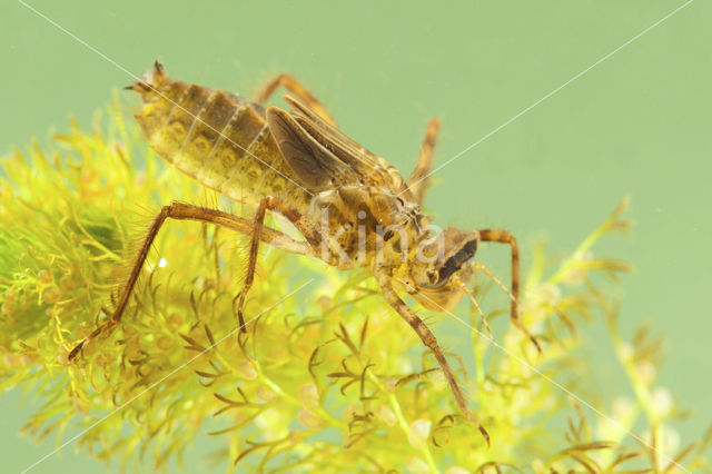 Smaragdlibel (Cordulia aenea)