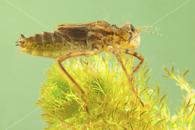 Downy Emerald (Cordulia aenea)