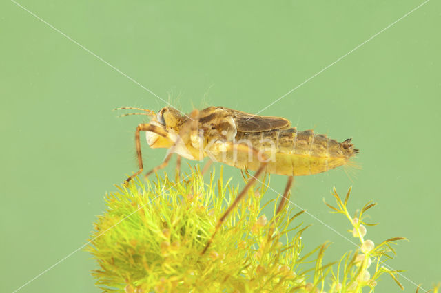 Smaragdlibel (Cordulia aenea)