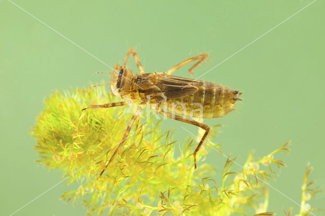 Downy Emerald (Cordulia aenea)