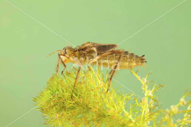 Downy Emerald (Cordulia aenea)