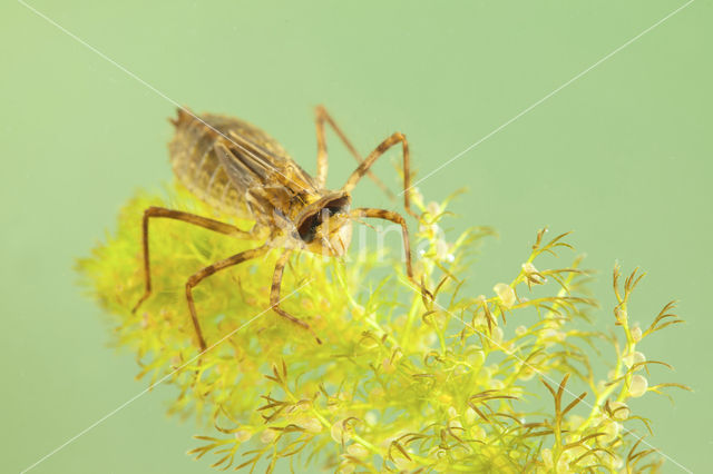 Downy Emerald (Cordulia aenea)