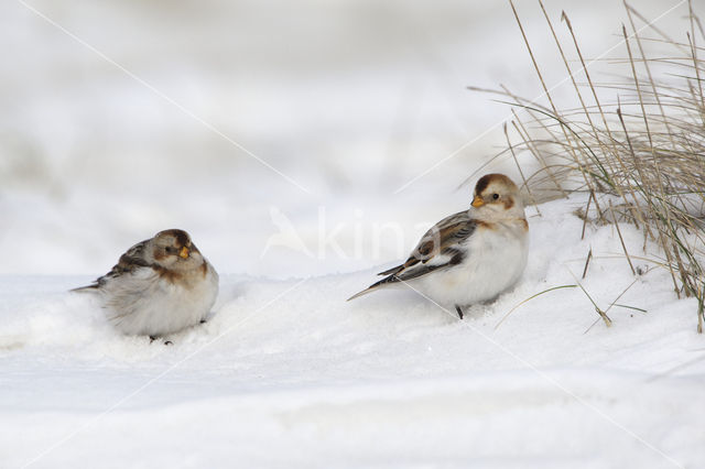 Snow Bunting (Plectrophenax nivalis)