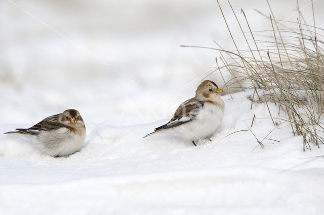Snow Bunting (Plectrophenax nivalis)