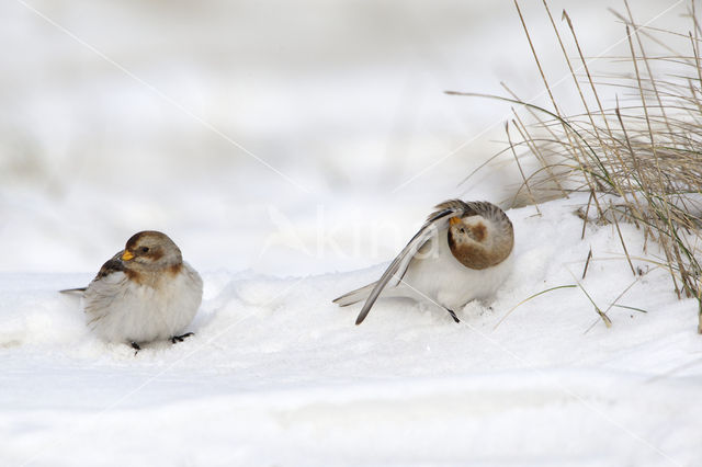 Sneeuwgors (Plectrophenax nivalis)