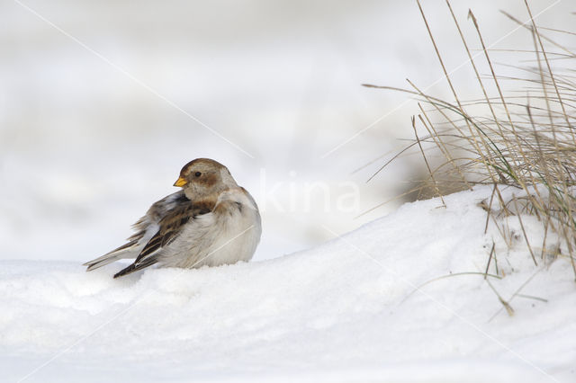 Sneeuwgors (Plectrophenax nivalis)