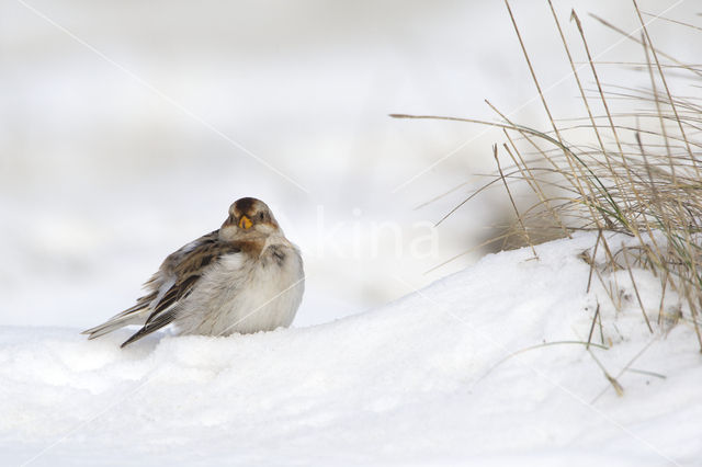 Sneeuwgors (Plectrophenax nivalis)