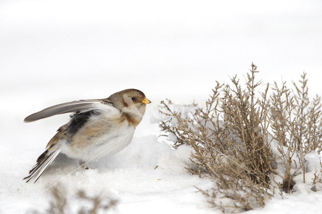 Snow Bunting (Plectrophenax nivalis)