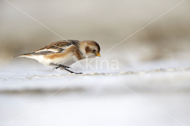 Sneeuwgors (Plectrophenax nivalis)