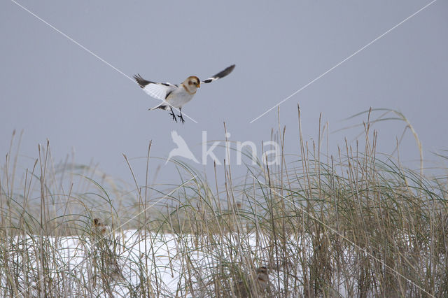 Snow Bunting (Plectrophenax nivalis)