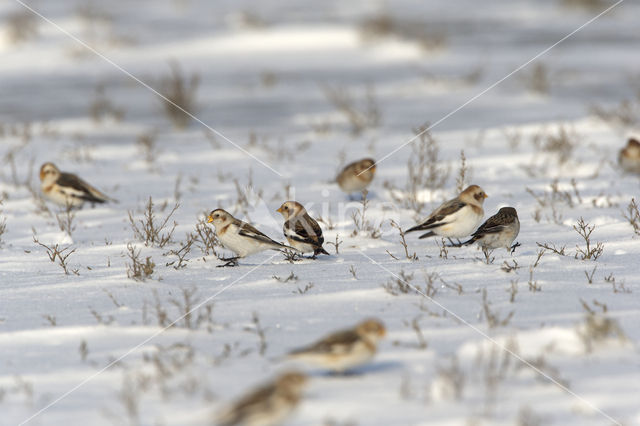 Snow Bunting (Plectrophenax nivalis)