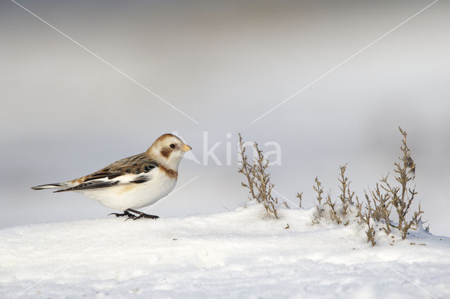 Sneeuwgors (Plectrophenax nivalis)