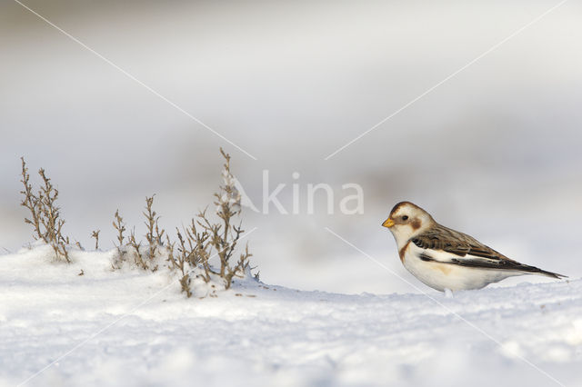 Snow Bunting (Plectrophenax nivalis)