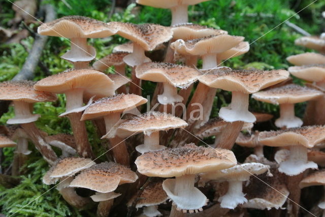 Sombere honingzwam (Armillaria ostoyae)