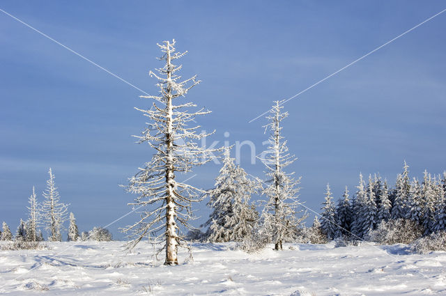 Spruce (Picea)