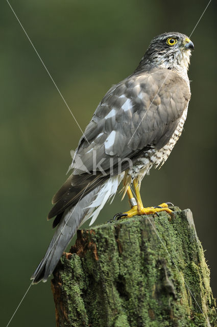 Sparrow Hawk (Accipiter nisus)