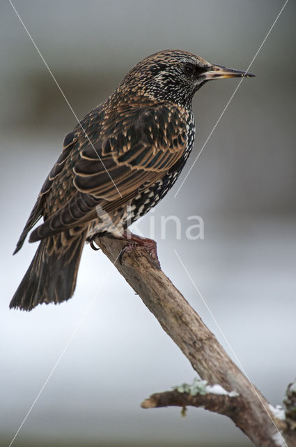 Spreeuw (Sturnus vulgaris)