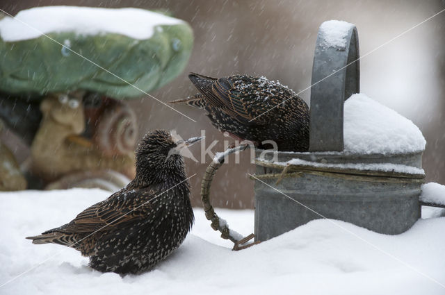 Spreeuw (Sturnus vulgaris)