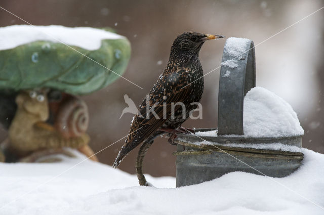 Spreeuw (Sturnus vulgaris)