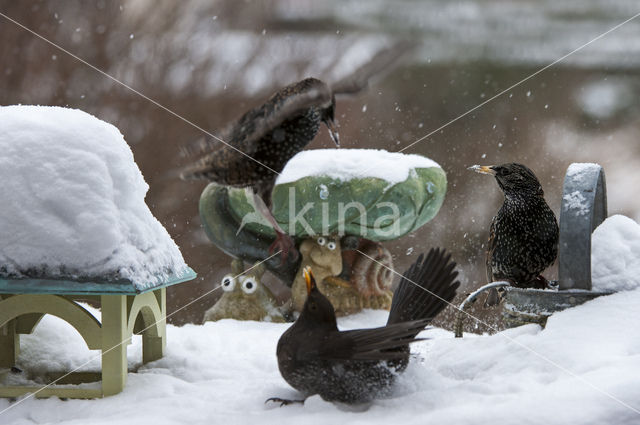 European Starling (Sturnus vulgaris)